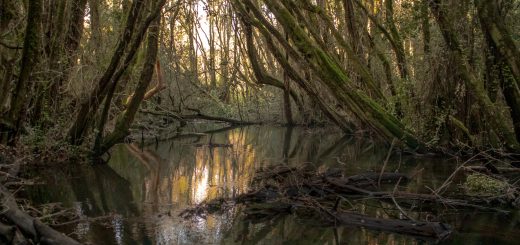 Bosque de las Sombras Lago Puelo